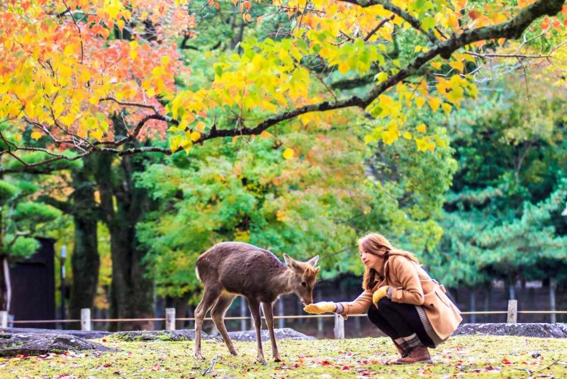 Visita Nara y saluda los famosos ciervos de Nara en Japón