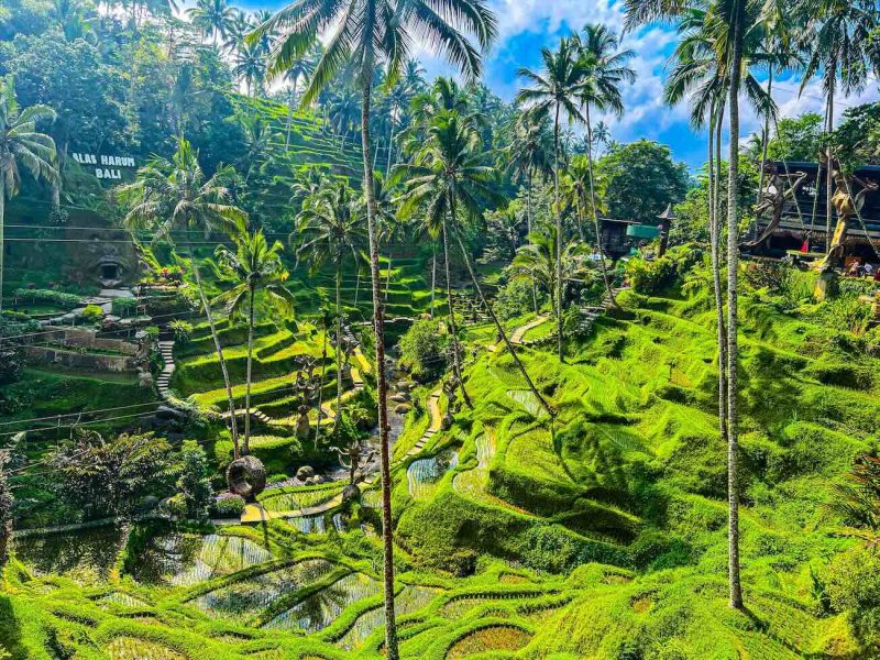 Bali que hacer: visitar los arrozales 