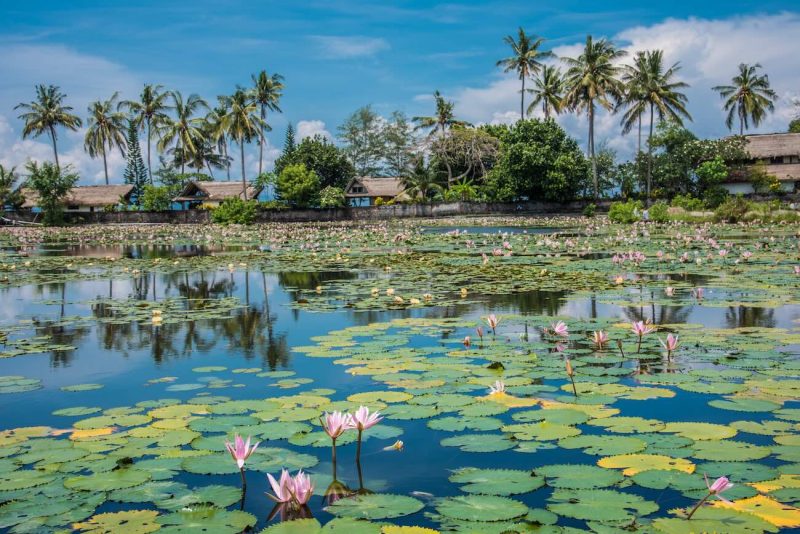 Miles de flores de loto en Candidasa