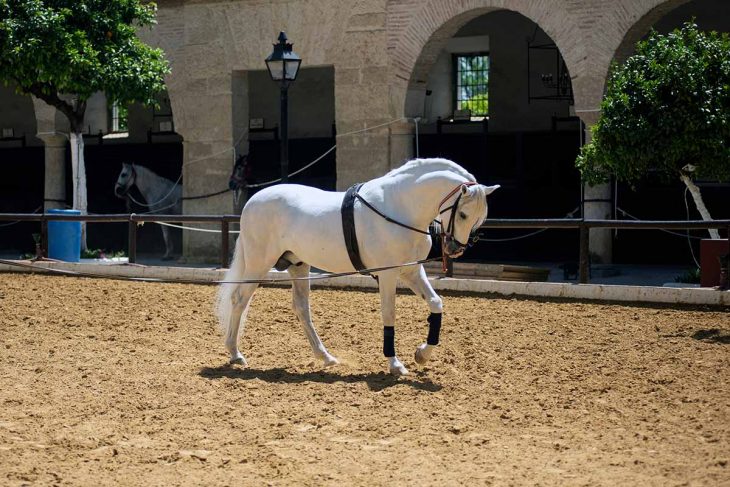 Asombrarse con el arte del caballo andaluz