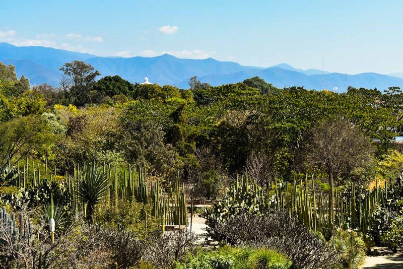 Conocer curiosas plantas mexicanas en el Jardín Etnobotánico