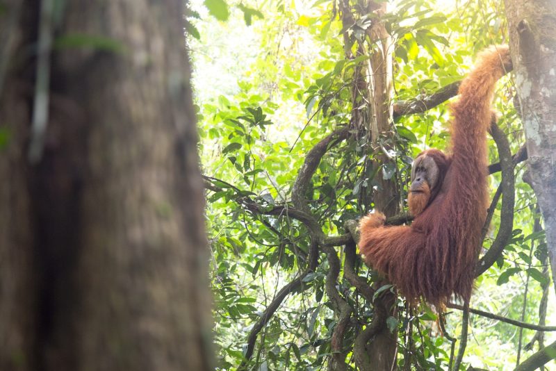 Sumatra, la isla del lago volcánico más grande del mundo