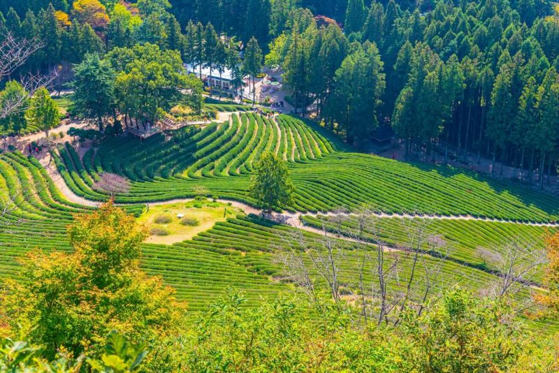 El espectacular paisaje verde de las plantaciones de té de Boseong