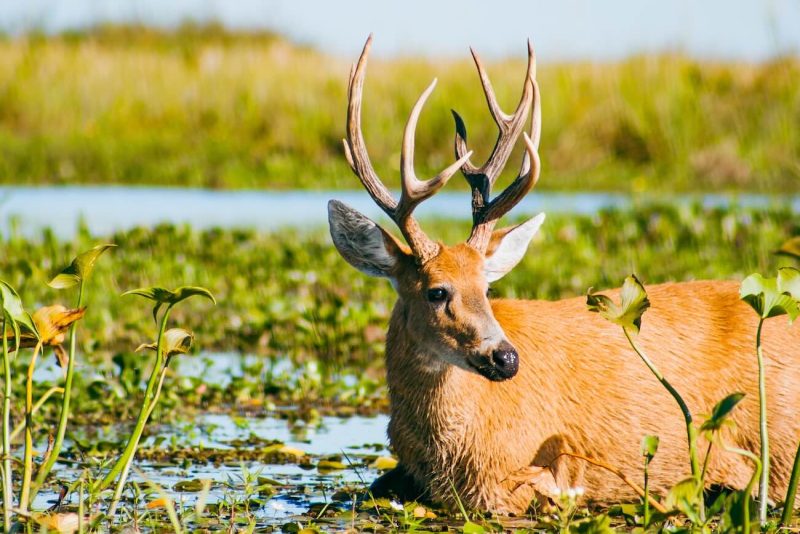 La enorme biodiversidad de los Esteros de Iberá en Corrientes