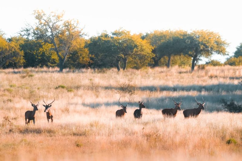 Los horizontes infinitos de la Pampa y el Parque Luro